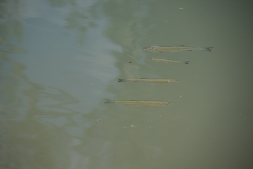 Squalius squalus