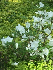 Rhododendron simsii