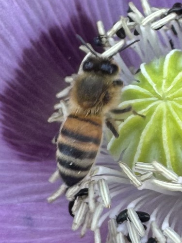 Western Honey Bee
