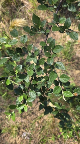 Cotoneaster dielsianus