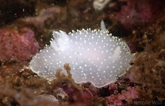 Acanthodoris hudsoni