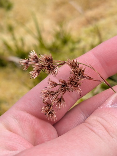 Luzula purpureosplendens, photograph 6