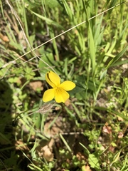 Viola douglasii