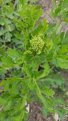 Polytaenia