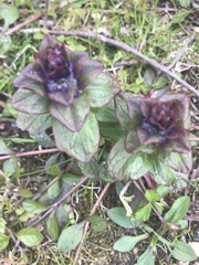 Ajuga reptans