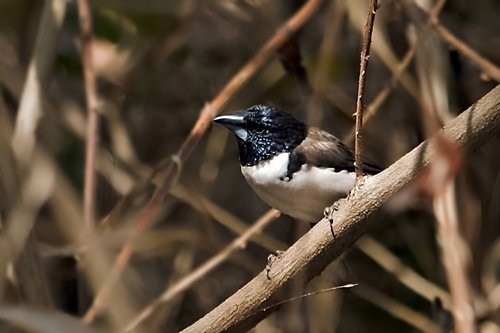 Magpie Mannikin