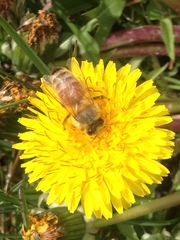 Apis mellifera