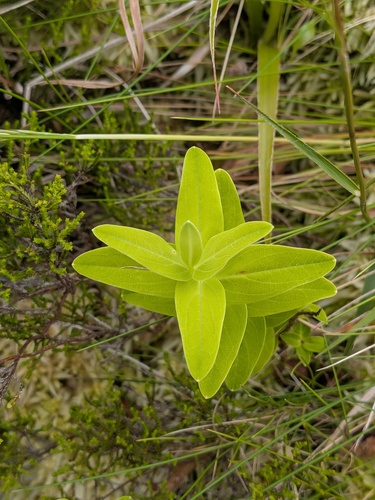 Hypericum foliosum, photograph 4