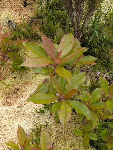Clethra arborea, photograph 3