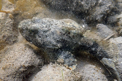 Myoxocephalus polyacanthocephalus