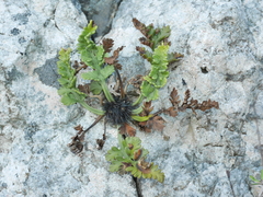 Asplenium appendiculatum maritimum