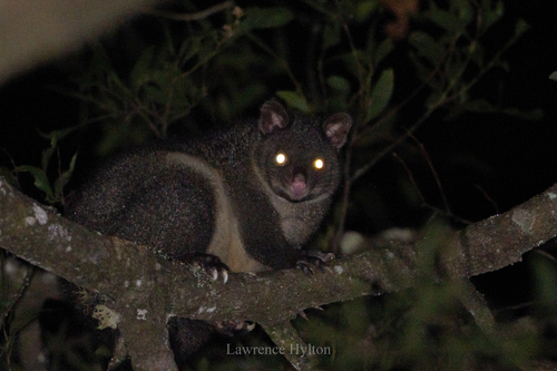 Mountain Brushtail Possum