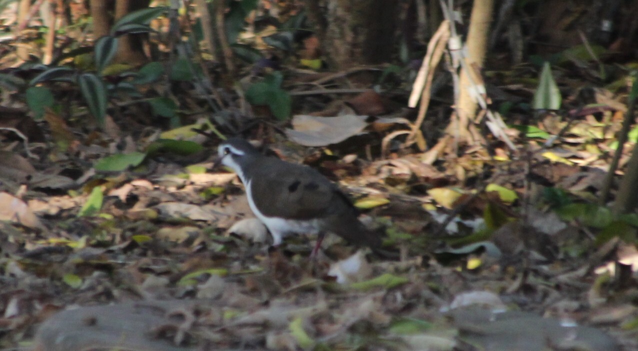 Tambourine Dove (Turtur tympanistria), photo 8