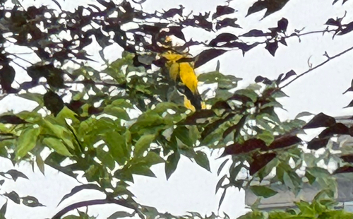 Black-naped Oriole