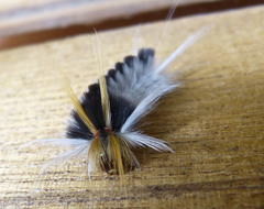 Halysidota ruscheweyhi