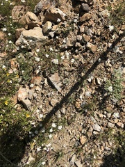 Chaenactis fremontii