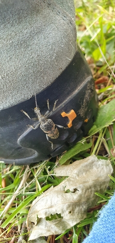 Blackspotted Longhorn Beetle