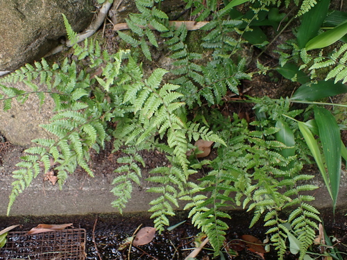 Thelypteris angustifrons iNat (3)