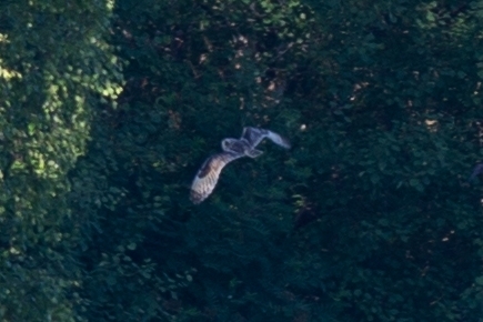 Short-eared Owl