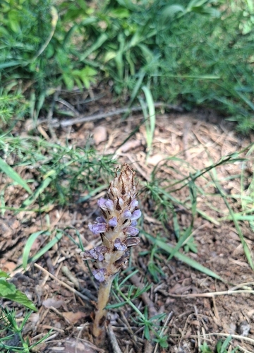 Orobanche coerulescens