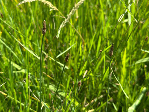 Eleocharis gracilis observed 2026-06-19