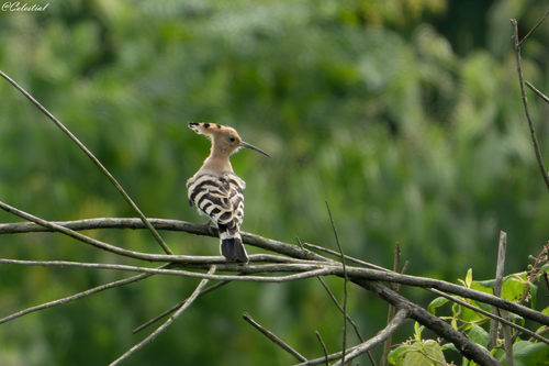 Common Hoopoe