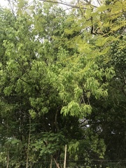 Melicoccus bijugatus