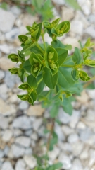 Euphorbia spathulata