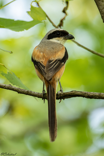 Long-tailed Shrike