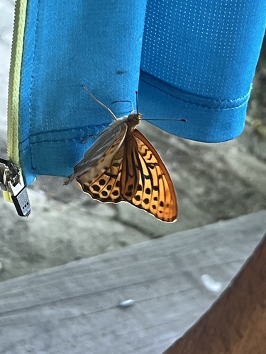 Silver-washed Fritillary