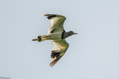 Grey-headed Lapwing
