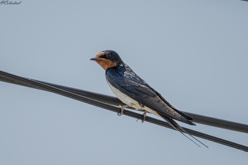 Barn Swallow
