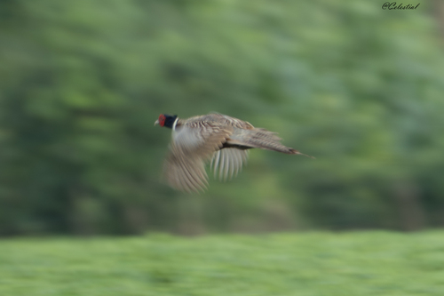 Ring-necked Pheasant