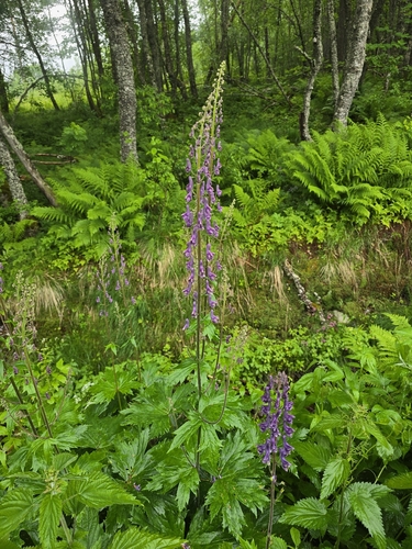 Northern Wolfsbane