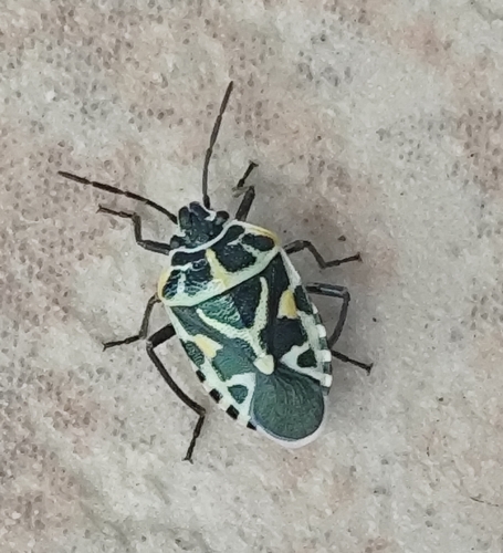 cruciferous bug