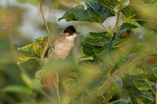 Brown-breasted Bulbul