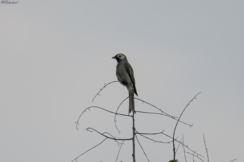 Ashy Drongo