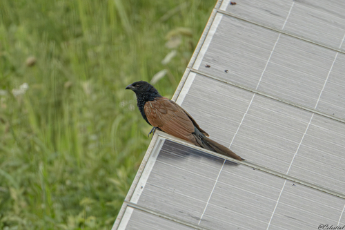 Lesser Coucal