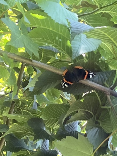 Red Admiral