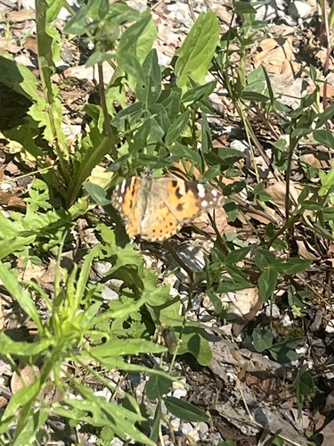 Painted Lady