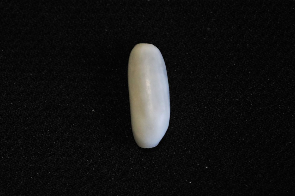 Mnestia arachis