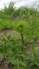 Polytaenia