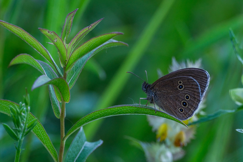 Ringlet