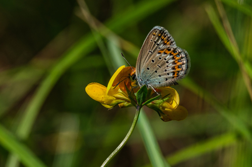 Northern Blue