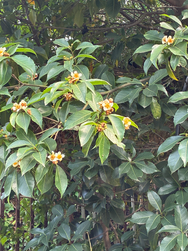 Schima superba, photograph 4