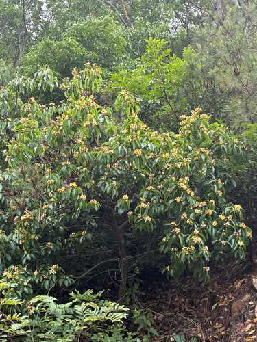 Schima superba, photograph 3