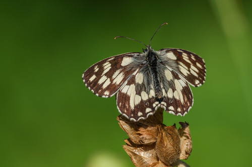 Marbled White