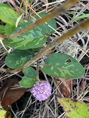 Uraria lagopodioides, photograph (c) smathichong, some rights reserved (CC BY)