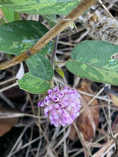 Uraria lagopodioides observed 2026-06-13