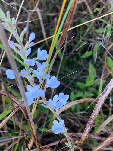 Buchnera tomentosa (Buchnera tomentosa)
